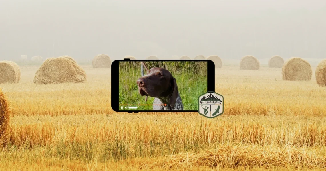 Deutsch Kurzhaar Bruno Zwischen Feld und Wald